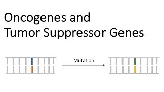 Oncogenes and Tumor Suppressor Genes  Tumor Genetics [upl. by Naveb619]