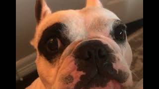 Walter the talking Frenchie dogBEST OF COMPILATION🐶 [upl. by Claus]