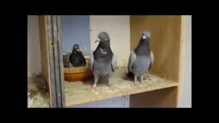 TIPPLER PIGEONS feed advise [upl. by Giulietta]