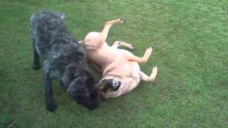 Our happy dogs playing [upl. by Irish]