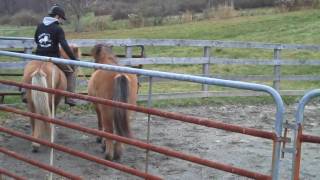 Teaching Your Horse To Pony Video 2 [upl. by Ava]