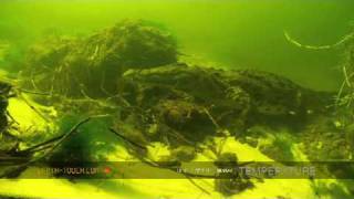 Coccodrillo dellOkavango  underwater footage [upl. by Chrissy]