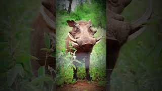 What is pig eating  pigs nature wildlife animals topviral wildspecies7646 [upl. by Novart]