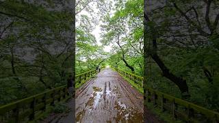 Aqueduct bridge in kerala punalur forest nature beautiful [upl. by Ennire]