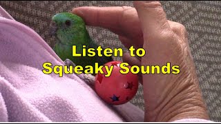 😍🦜 RED RUMP PARROT LOVES GETTING SCRATCHED🦜 [upl. by Sergei]