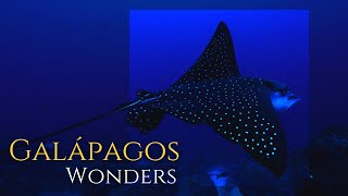 Galápagos Underwater Wonders Whale Shark  Iguanas [upl. by Asseral]