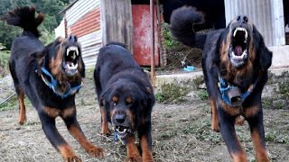 Aggressive Tibetan Mastiff Dogs Barking Sound  Angry Dogs Sound  BhoteKukur [upl. by Rosemonde204]