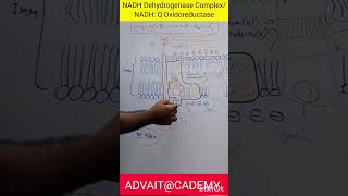 NADH Dehydrogenase Complex [upl. by Ahseihs778]