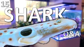 15 Saltwater Aquarium Shark Questions and Answers [upl. by Cristen]