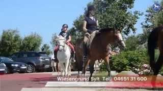 Reitstall Wiesengrund Sylt [upl. by Orabelle]