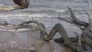 Boneyard Beach Big Talbot Island State Park [upl. by Francklin934]