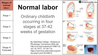 Normal labor ordinary delivery [upl. by Elleral]