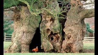 Britains Ancient Trees [upl. by Erdna]