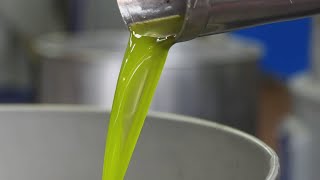 Olio nuovo raccolta sempre più anticipata [upl. by Fini]