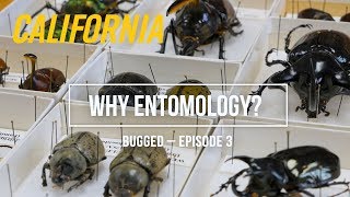 Why Entomology – Bugged Episode 3 [upl. by Proctor]