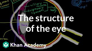 The structure of the eye  Processing the Environment  MCAT  Khan Academy [upl. by Happ]