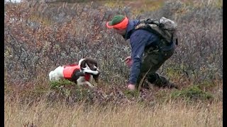 På Ville Veier 9 Rypejakt og Skogsfugljakt i Finnmark med Markus Stock Grouse Hunting [upl. by Scheider342]