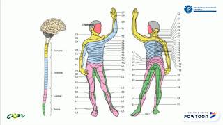 Sistema Somatosensorial [upl. by Sawyer]