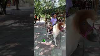 ME MONTE EN UN PONY🐴🤩🥰😍💖 shorts youtubeshorts funny fun [upl. by Anehc212]