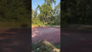 Pink water tiger territory Phato zoneCorbett tiger jimcorbett jungle viralvideo trend fire [upl. by Eniron413]