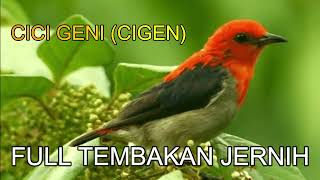 CICI GENI CIGEN FULL TEMBAKAN [upl. by Sigfrid]