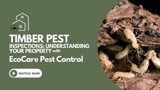 Timber Pest Inspections Understanding Your Property [upl. by Goulet]