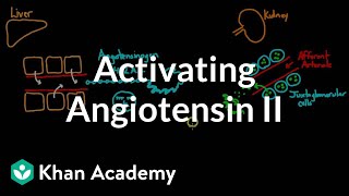 Activating angiotensin 2  Renal system physiology  NCLEXRN  Khan Academy [upl. by Felecia]