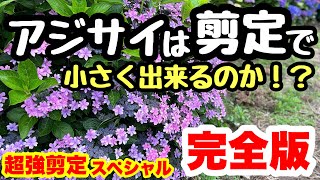 ◆強剪定で【小さく育てられるの！？】アジサイ🌱 [upl. by Flodur]