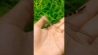 Find Dragonflies Butterflies Insects findanimals short [upl. by Cates]