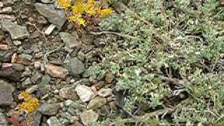 Parnassius smintheus female lays an egg on a ROCK [upl. by Abate]