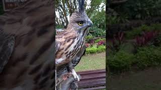 Upclose with an endangered Pinskers Hawkeagle hawks birdsofprey falconry eagles [upl. by Ennaitak402]