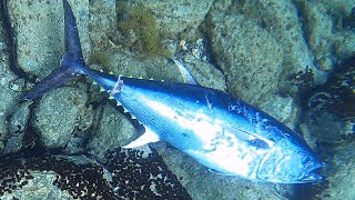 PESCASUB Tonno Gigante Pesca subacquea nel Sottocosta Tecniche di Pesca in Apnea [upl. by Ahsiadal]