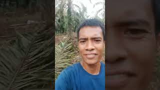 tunasan sawit shorts shortvideo youtubeshorts youtube [upl. by Dnalram980]