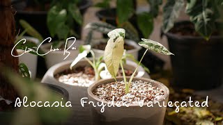 ชื่นชมใบ Garden Ep1  Alocasia Frydek Variegated [upl. by Enyt]