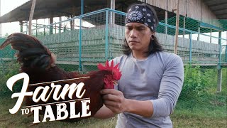 Farm To Table How to take care of the ‘Rhode Island Red’ chicken breed [upl. by Aibara]