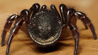 Trapdoor Spiders The Ultimate Hunters in Hiding हिंदी [upl. by Shelman]