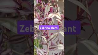 Zebrina plant shorts dailyvlog gardening [upl. by Duarte]