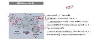 Respiratory Biochemistry  PDH Related Disorders amp Lactic Acidosis [upl. by Assiral]