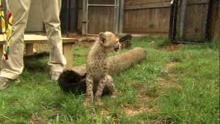 Savanna Cheetah Cub and Puppy Max Play  Cincinnati Zoo [upl. by Nico]