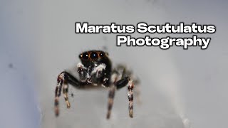 Maratus Scutulatus photography [upl. by Emsmus347]