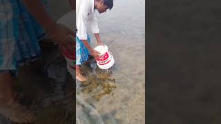 Amazing village fishing video [upl. by Clellan]