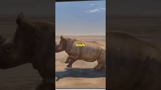 Rhino vs Hippo Whos the Real Heavyweight [upl. by Kcuhc210]