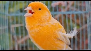 Most Beautiful Canary Bird Singing Song For Training Canaries [upl. by Ylenats]