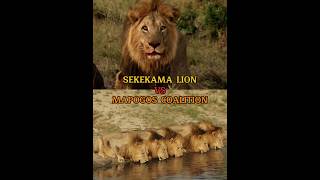 Sekekama VS Mapogos Lions lion [upl. by Nassah]