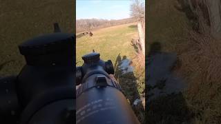 💥 hunting охота wildboar chasse caccia jabali hog [upl. by Savart9]