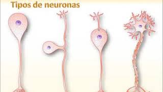 Principios de Histología Animal Tejido Nervioso 1 Tipos celulares [upl. by Haroun]