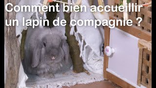 Comment bien accueillir un lapin de compagnie [upl. by Leikeze]