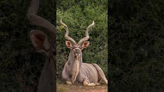 Male Kudu Sightings on the reserve [upl. by Gratianna174]