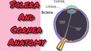 Cornea and Sclera [upl. by Naujaj]