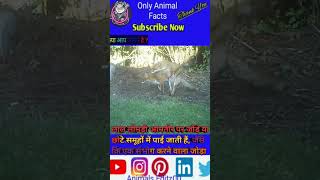 Fox 🦊 के बारे में रोचक तथ्य 🥶 facts animals trending ytshort leapard explore [upl. by Winfred]